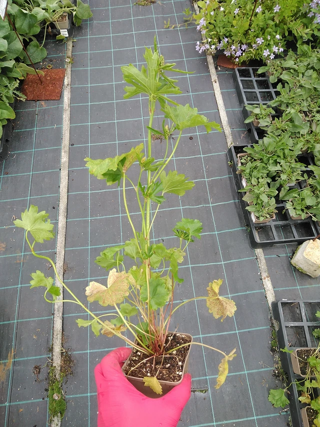 Sidalcea Wine Red - 29. 7. 2025