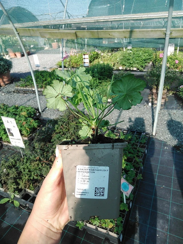 Kembridžas gandrene Berggarten - 13. 7. 2026