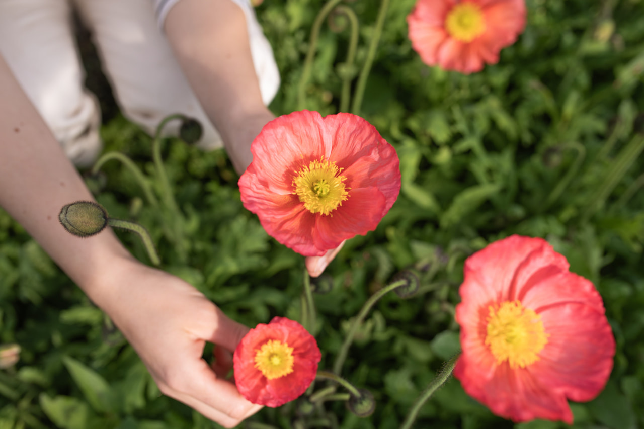 Valmue Champagne Bubbles Pink, Loukykvět