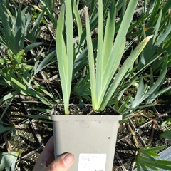 Grand plant