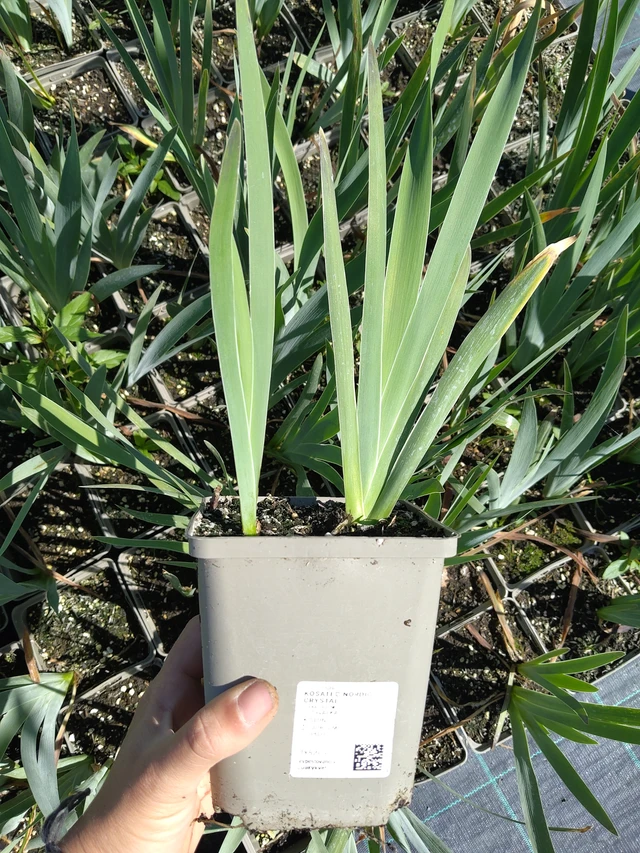 Iris Nordic Crystal - 12. 8. 2026