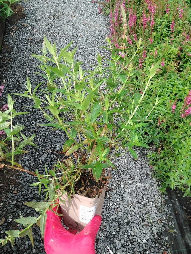 Rantakukka Robert - 29. 7. 2025