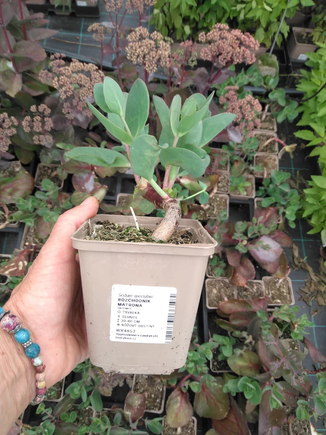 Sedum Matrona - 2024
