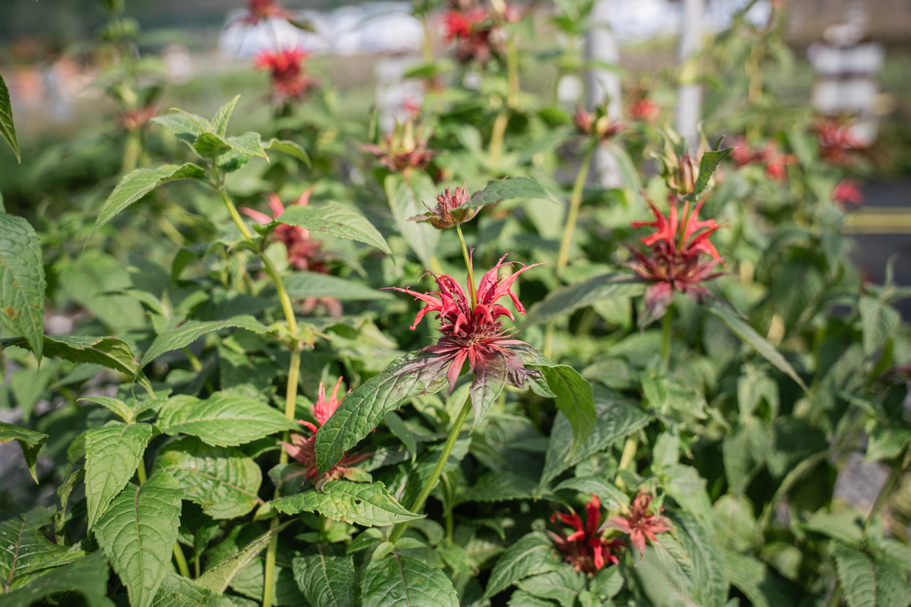 Väriminttu Cambridge Scarlet, Loukykvět