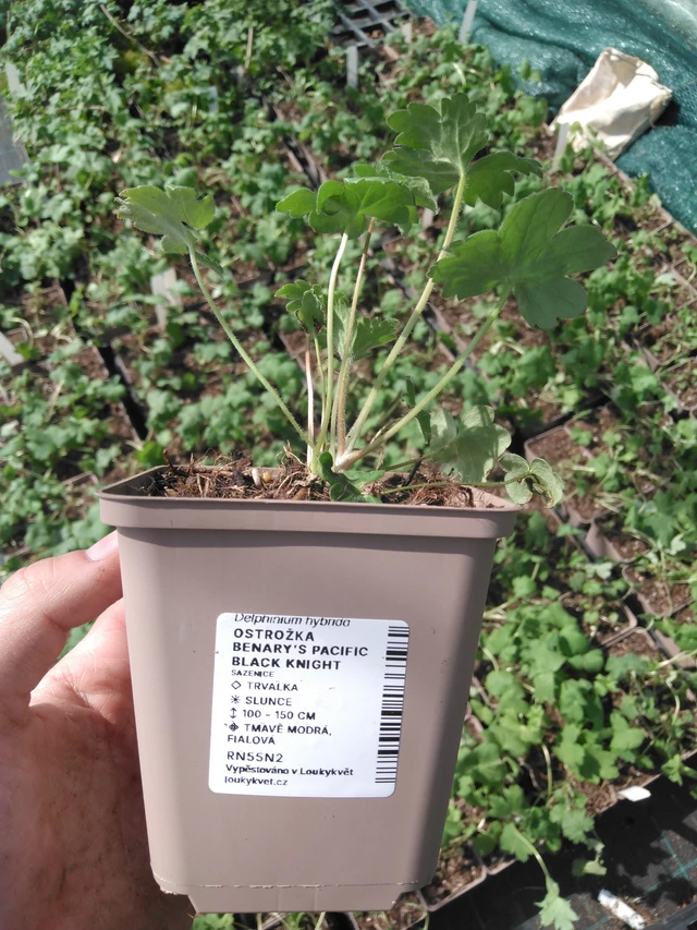 Ritarinkannus Benary’s Pacific Black Knight - 2024