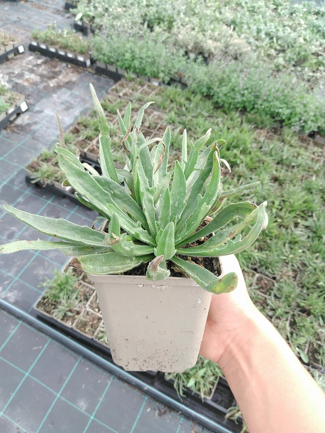 Rakkoiso - 10. 9. 2025