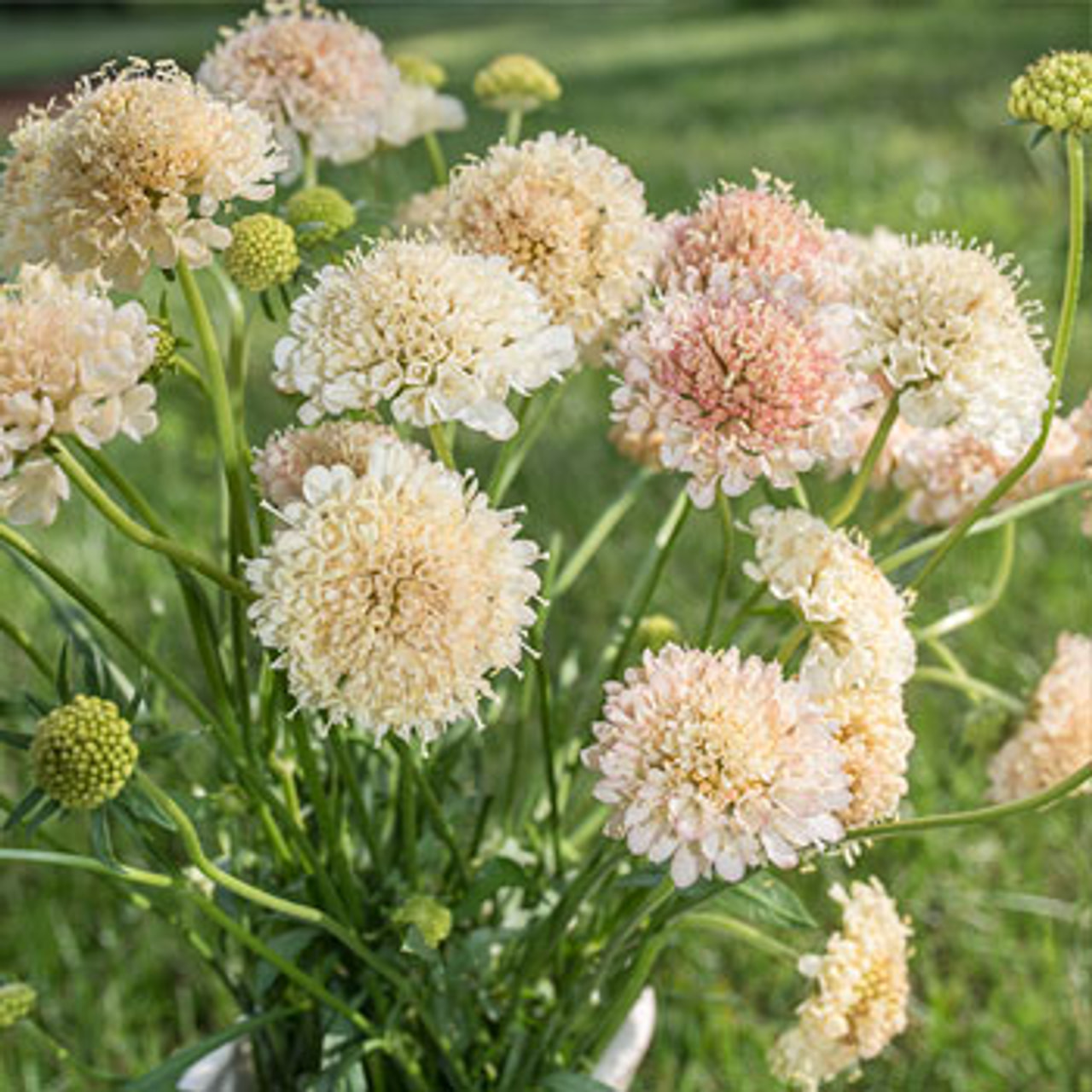 Törmäkukka Fata Morgana, Loukykvět