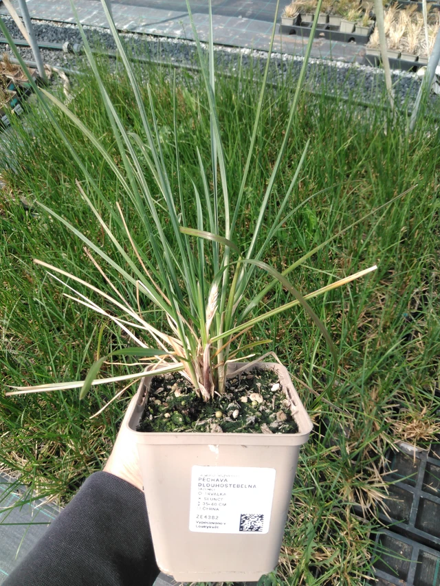 Unkarinlupaheinä - 13. 5. 2025