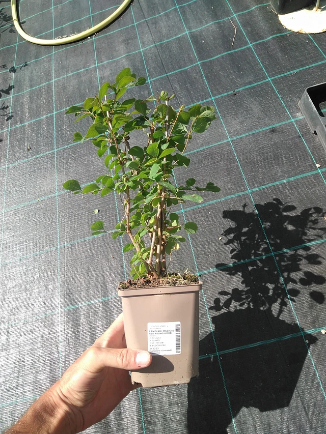 Symphoricarpos Magical Red Riding Hood - 24. 6. 2025