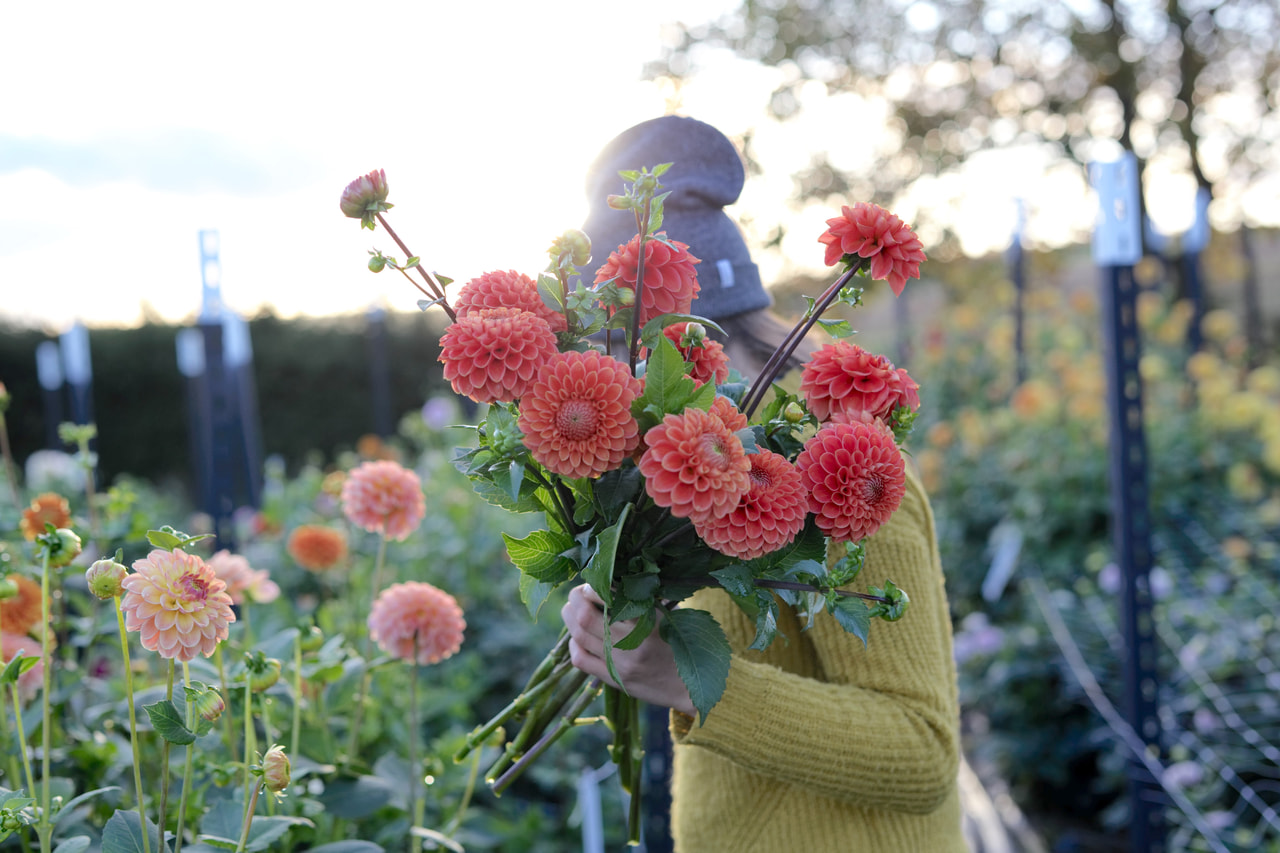 Jiřina Jomanda, Loukykvět