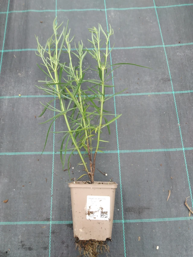 Salvia lavandulifolia - 10. 9. 2025