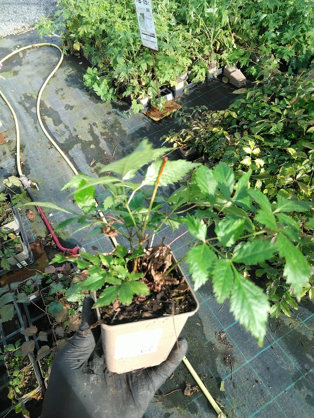 Jaloangervo Fanal - 31. 10. 2025