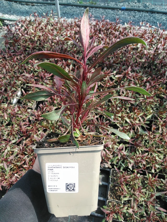 Prachtkaars Siskiyou Pink - 13. 5. 2025