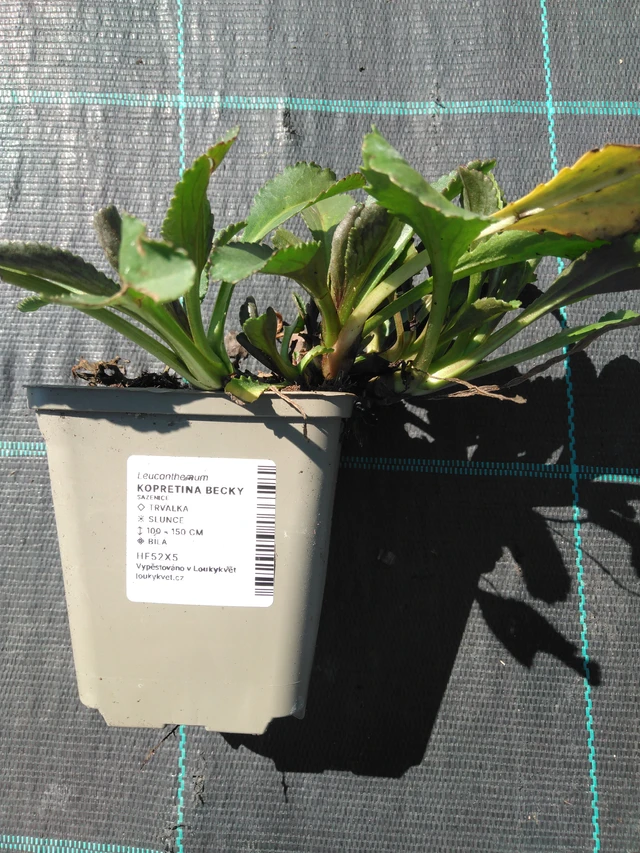 Härjasilm Becky - 3. 4. 2025