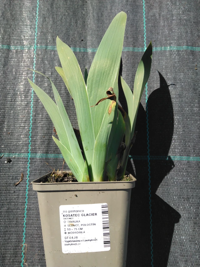 Kurjenmiekka Glacier - 3. 4. 2025