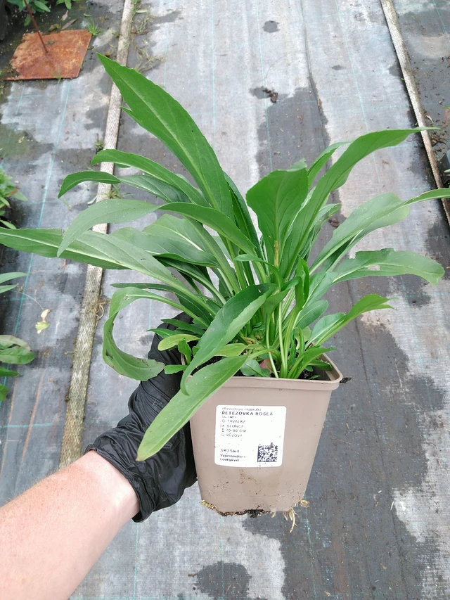 Kellopeippi Rosea - 10. 9. 2025