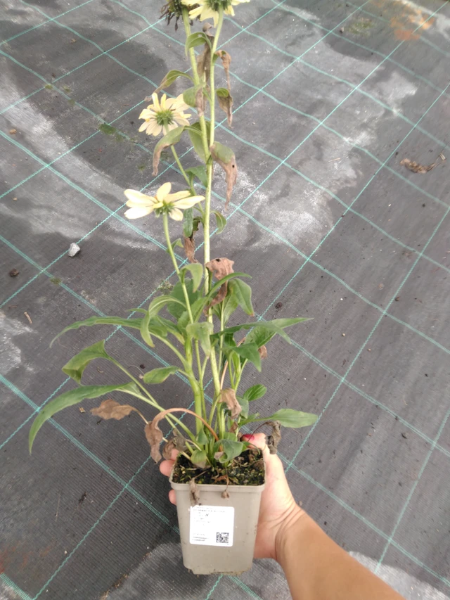 Punahattu Aloha - 10. 9. 2025