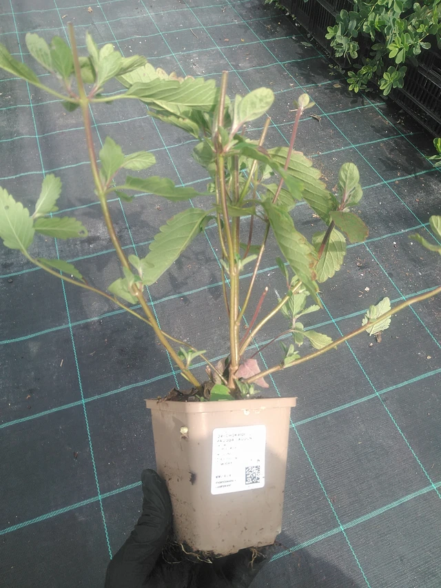 Cariópteris Pagoda Lagoon - 10. 9. 2025