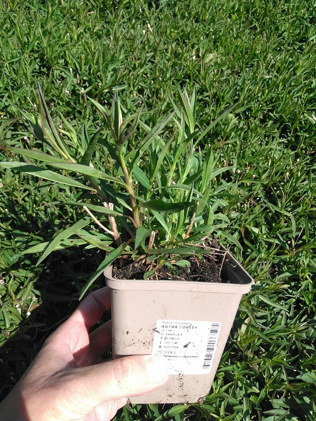 Asteri Lovely - 13. 5. 2025