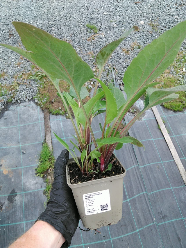 Päivänhattu Green Wizard - 10. 9. 2025