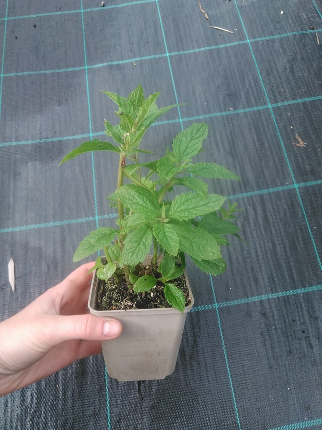 Punalatva Atropurpureum - 17. 7. 2025