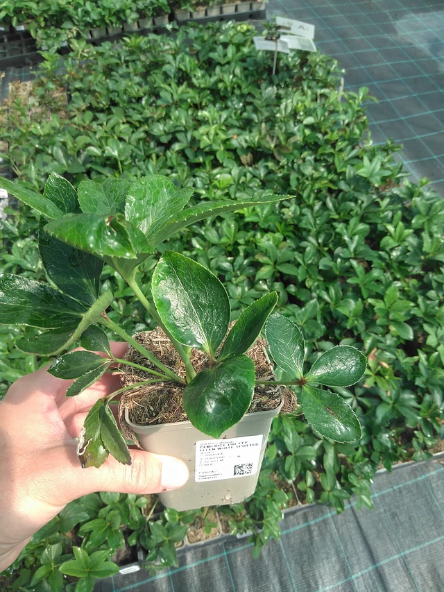 Jouluruusu Pretty Ellen White Spotted - 24. 6. 2025