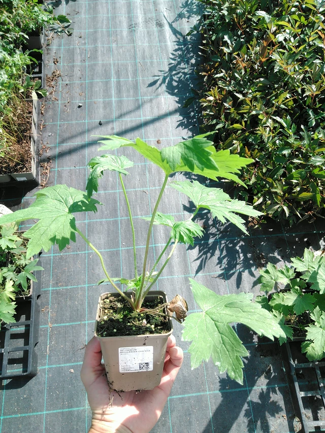 Espuela de caballero Highlander Cha Cha - 19. 8. 2025