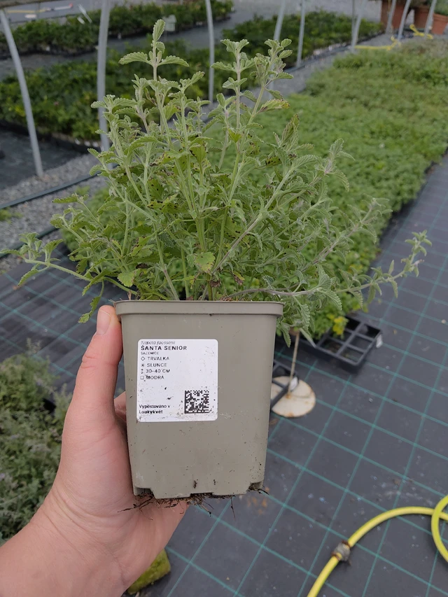 Kissanminttu Senior - 10. 10. 2025