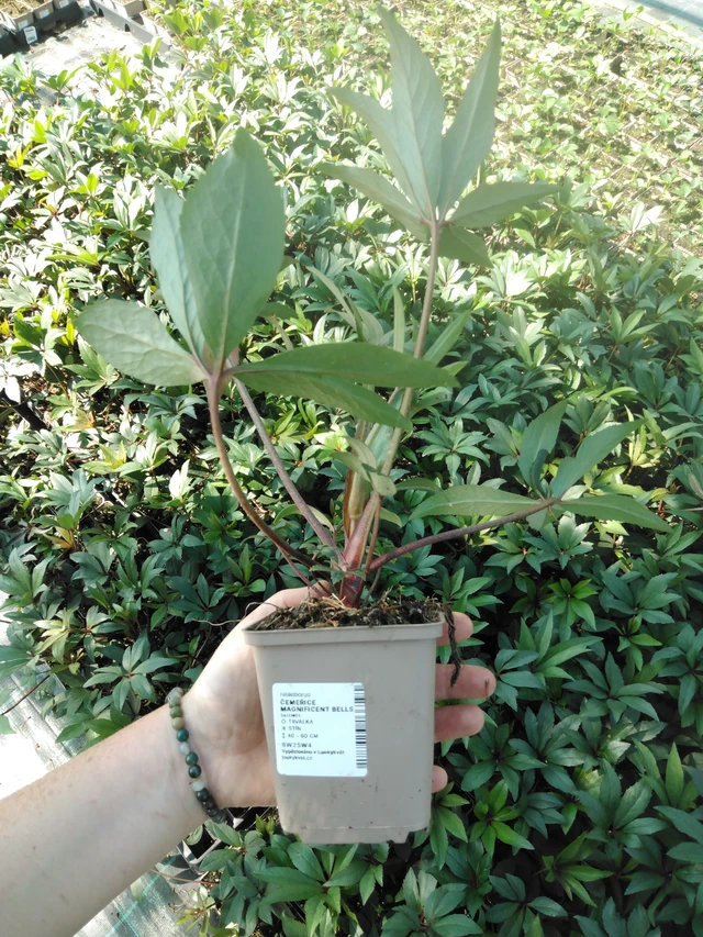 Jouluruusu Magnificent Bells - 2024