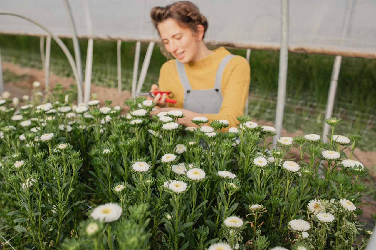Asteri Bonita White, Loukykvět