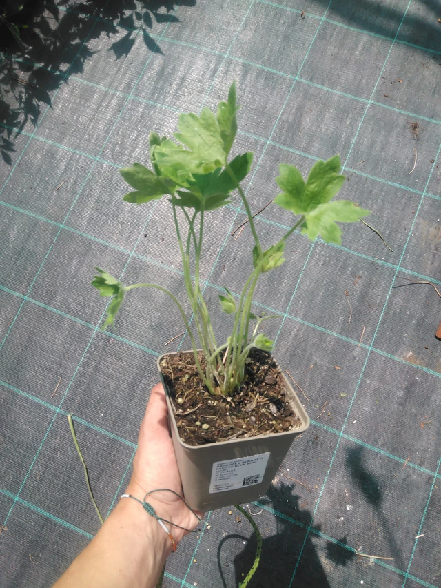 Ritarinkannus Benary’s Pacific Blue Bird - 2. 7. 2025