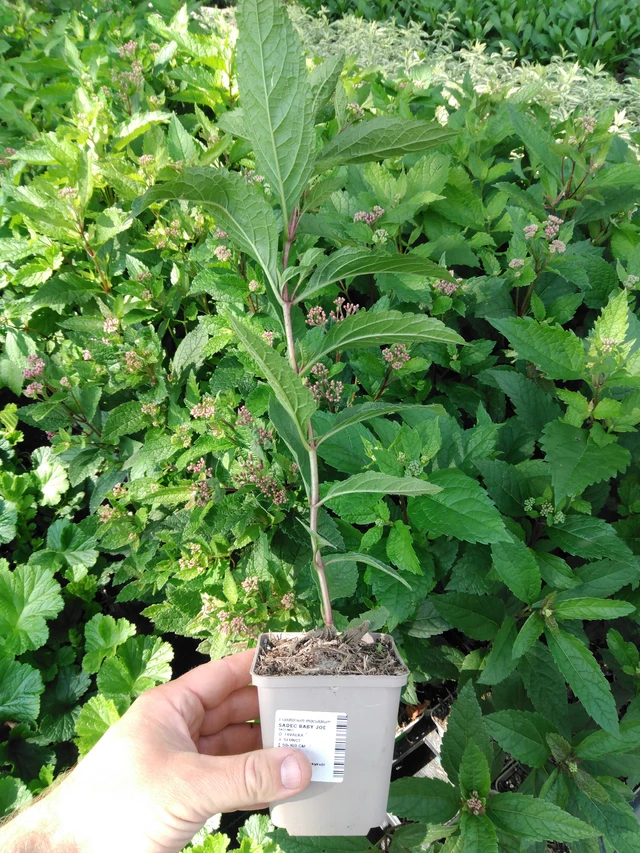 Punalatva Baby Joe - 2024