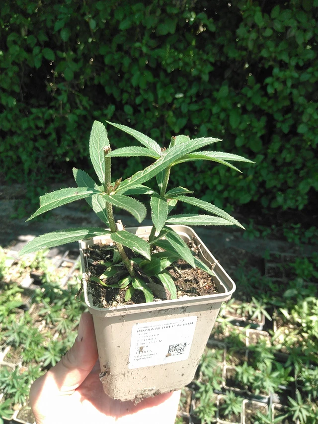 Tädykearvio Album - 24. 6. 2025