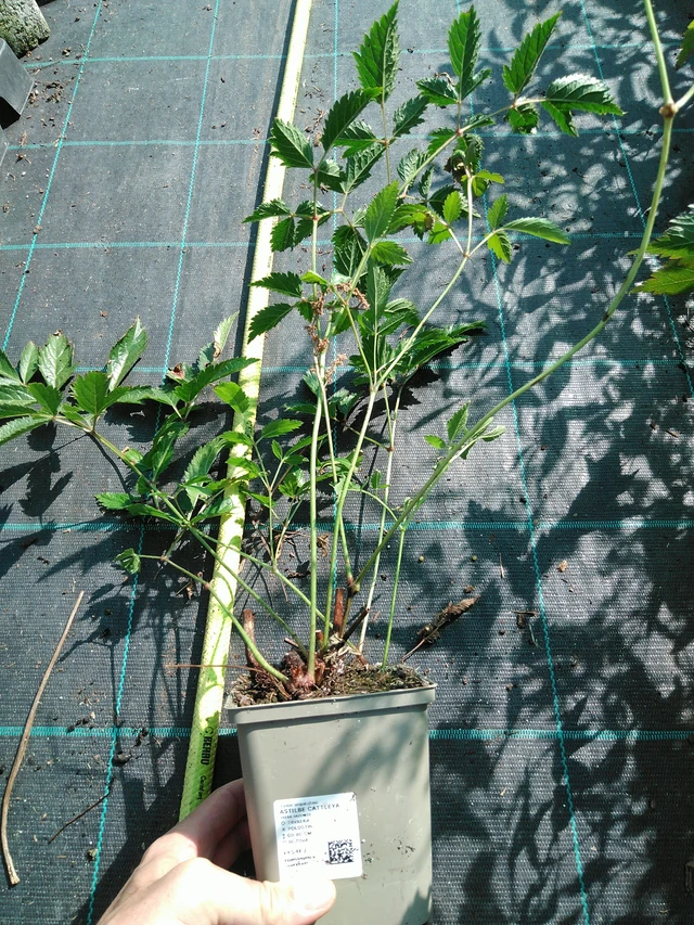 Jaloangervo Cattleya - 19. 8. 2025