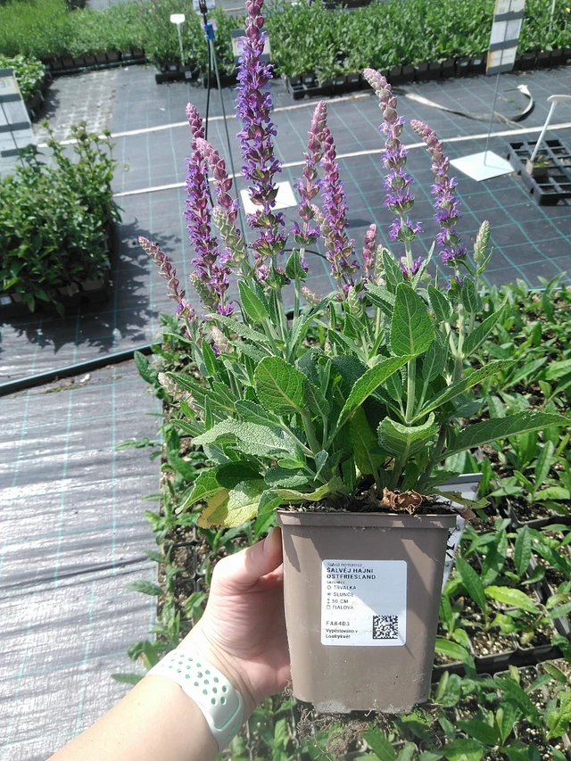 Salvia nemorosa Ostfriesland - 2. 6. 2026