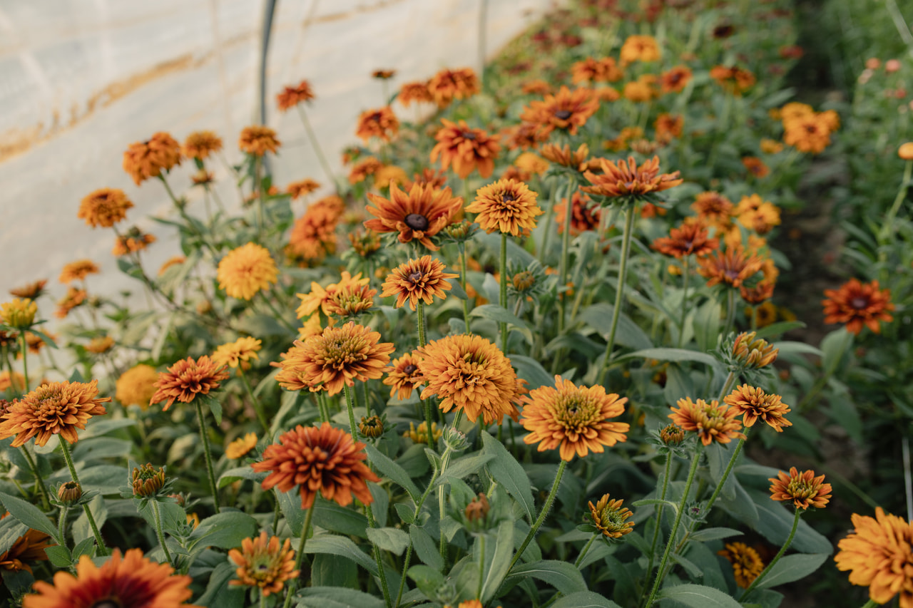 Rudbeckia Cherokee Sunset, Loukykvět