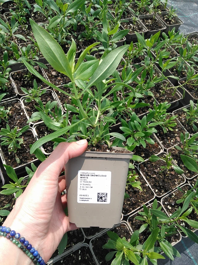 Komeapunikki Snowcloud White - 9. 6. 2025