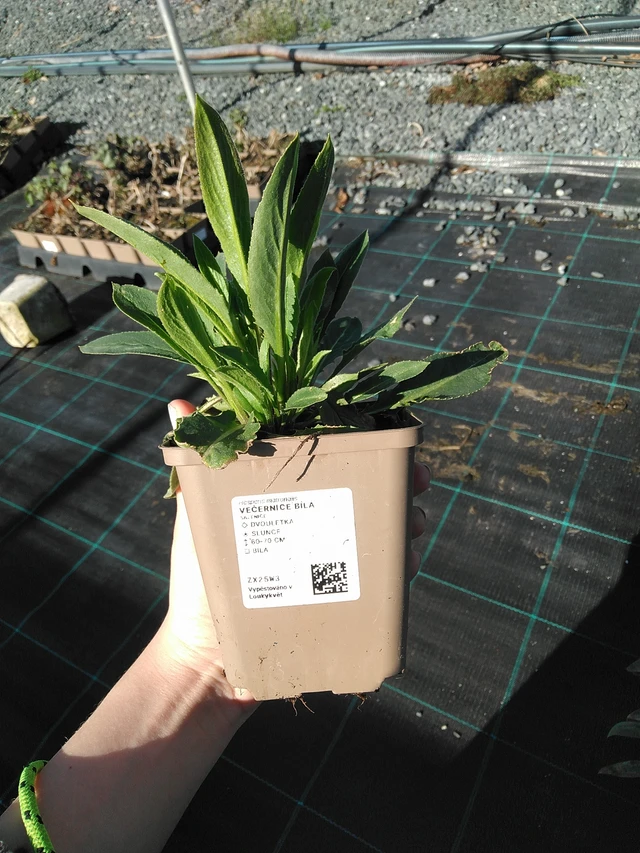 Illakko valkoinen - 7. 4. 2026