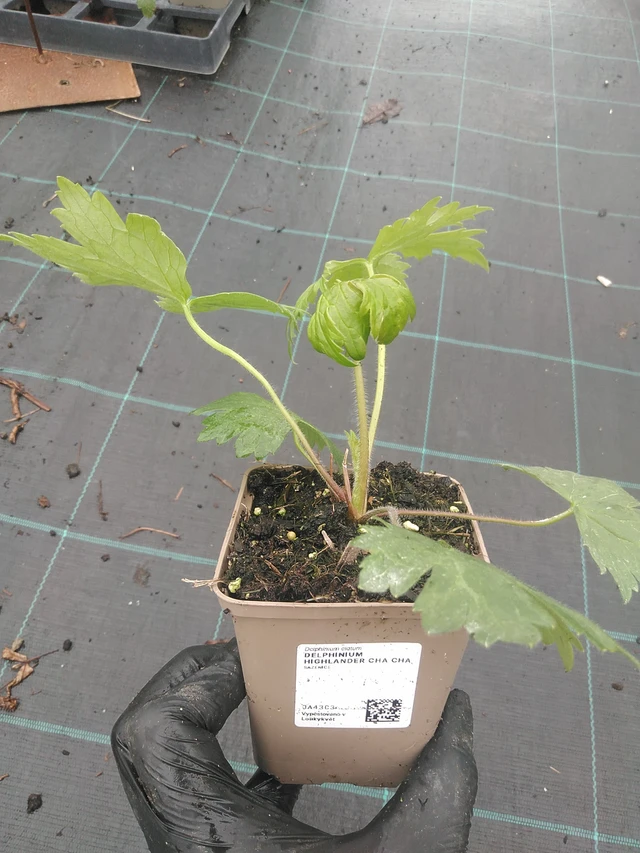 Espuela de caballero Highlander Cha Cha - 4. 8. 2025