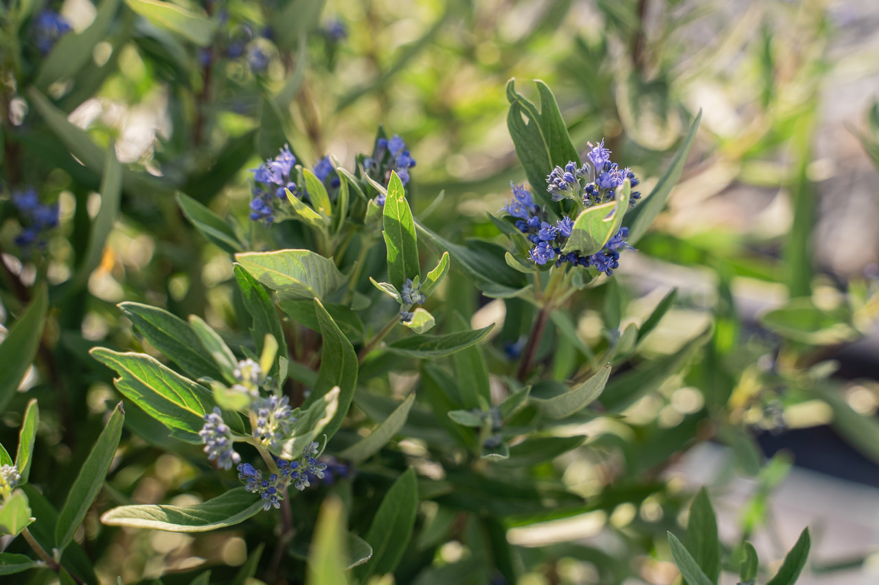 Caryopteris Kew Blue, Loukykvět