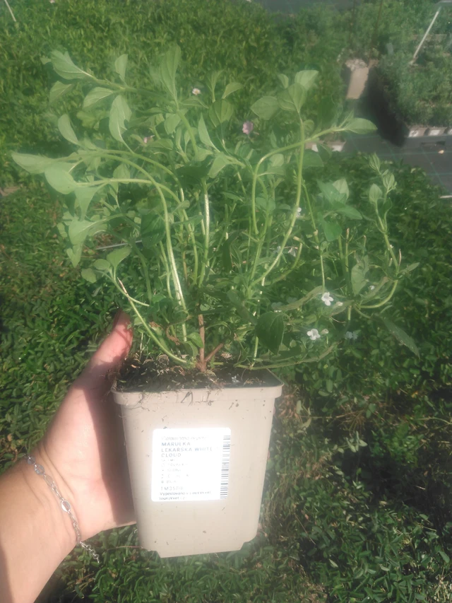 Käenminttu White Cloud  - 2024