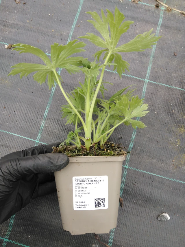 Ritarinkannus Benary’s Pacific Galahad - 1. 4. 2026