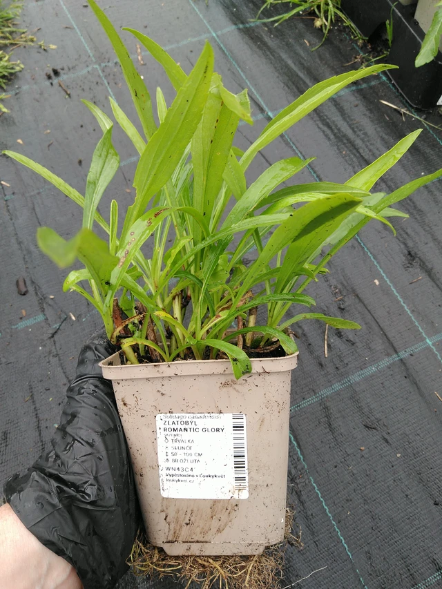 Piisku Romantic Glory - 10. 9. 2025