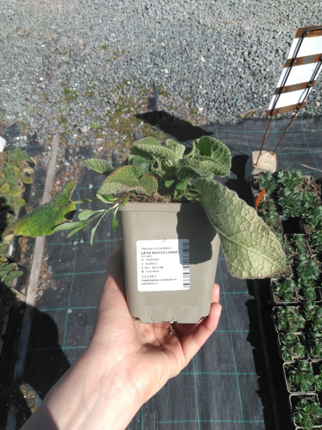 Phlomis Russeliana - 3. 4. 2025