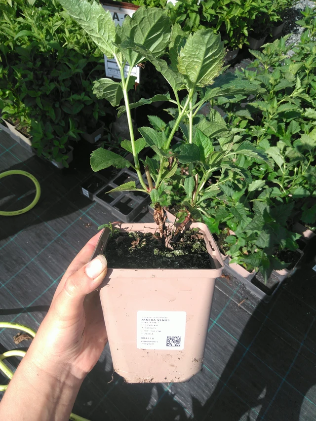 Punalatva Snowball - 11. 7. 2025