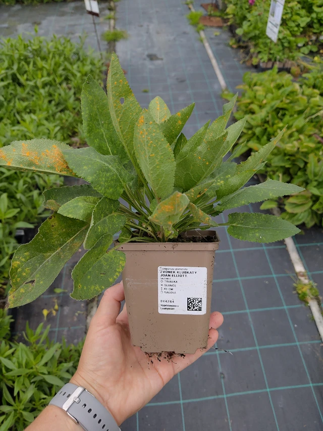 Peurankello Joan Elliott - 10. 9. 2025