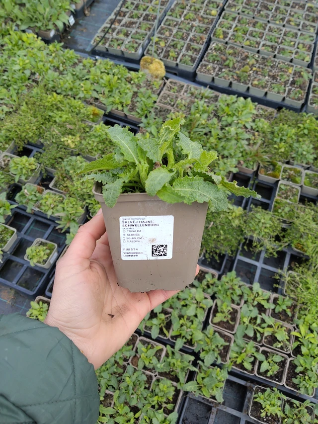 Lehtosalvia Schwellenburg - 21. 4. 2026