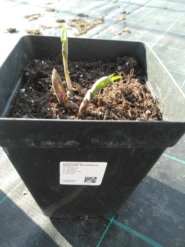 Baptisia australis - 11. 4. 2025