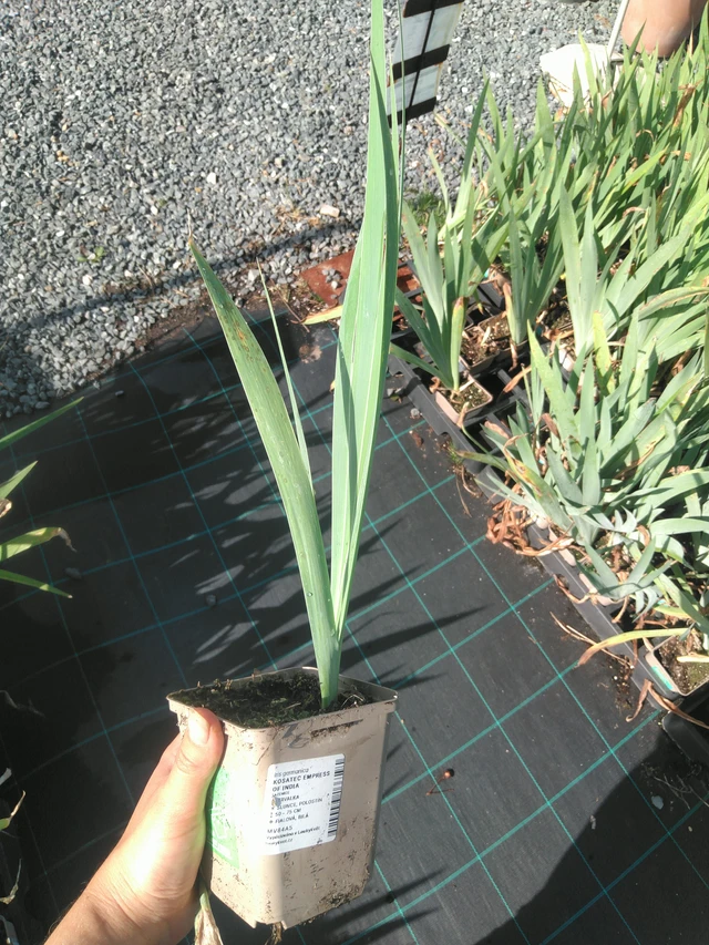 Kurjenmiekka Empress of India - 11. 7. 2025