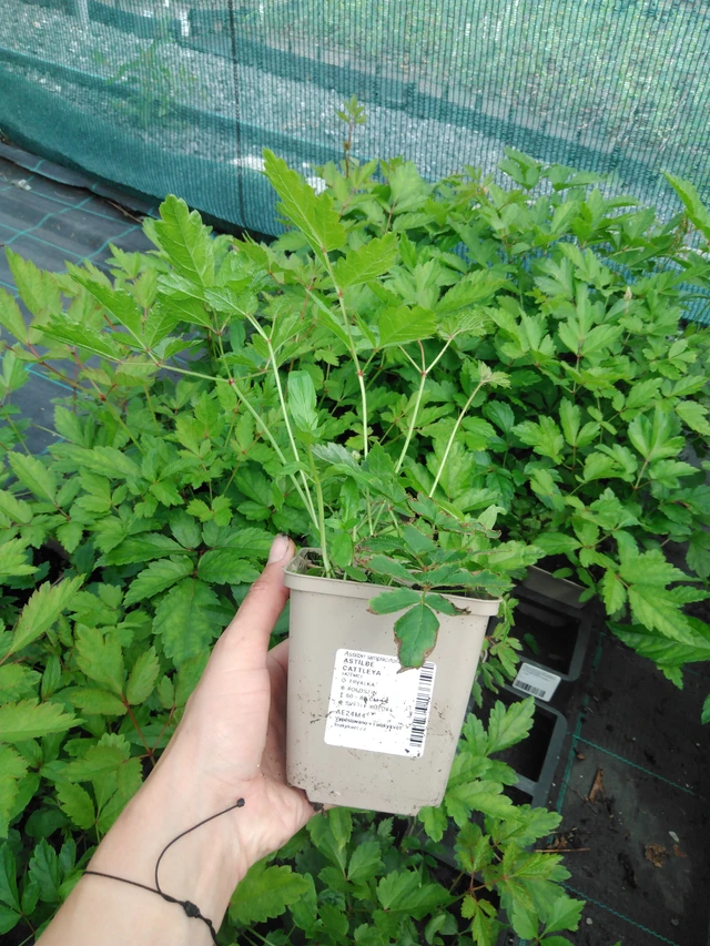 Jaloangervo Cattleya - 2024